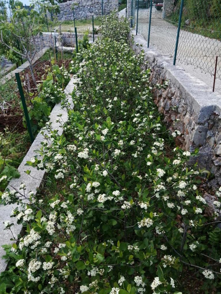 Apartman Aronia photo 1