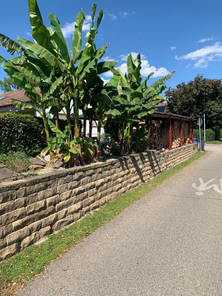 Die Panorama-Wohnung-im-Grünem photo 3
