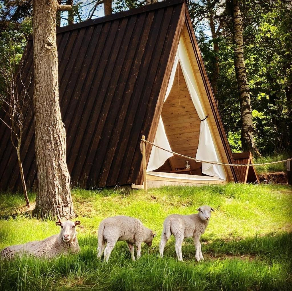 Sandfallet Glamping photo 1