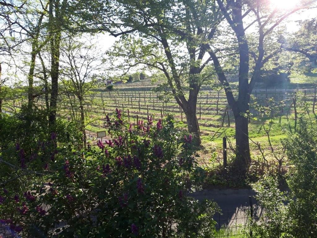 Pilikán Apartments - Park, Market, Vineyard & Sheep farm photo 2