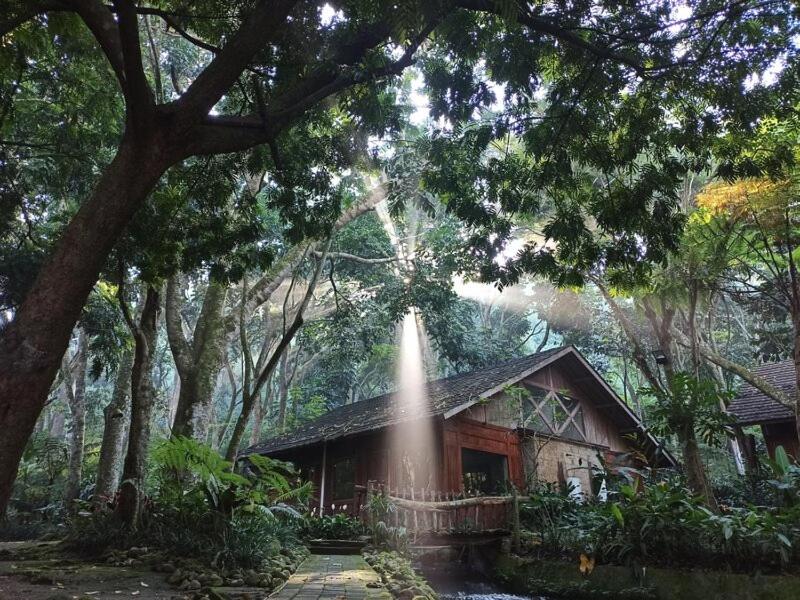 Imah Seniman Room Type - Suite Forest View