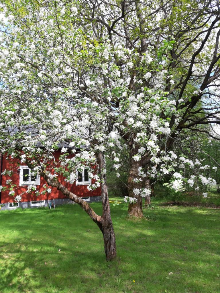 Charming holiday home Villa Berika photo 4