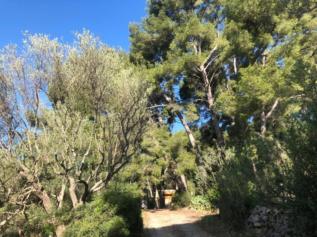 LES PINS photo 1