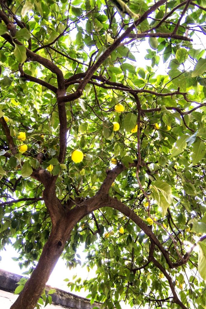 Il Limone A San Pietro photo 3