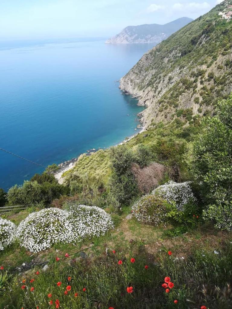 La Ginestra photo 3