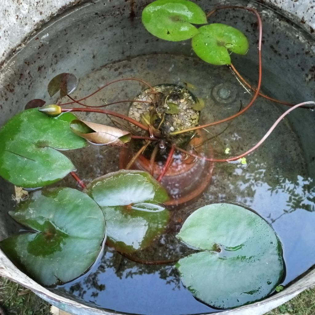 Tra grilli e cicale photo 2