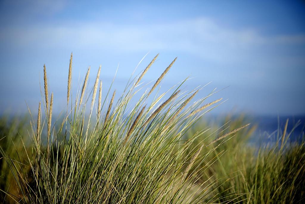 CHALET AAN HET STRAND photo 4