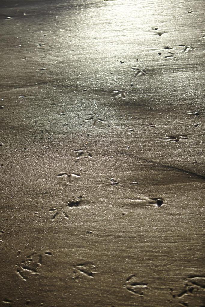 CHALET AAN HET STRAND photo 3