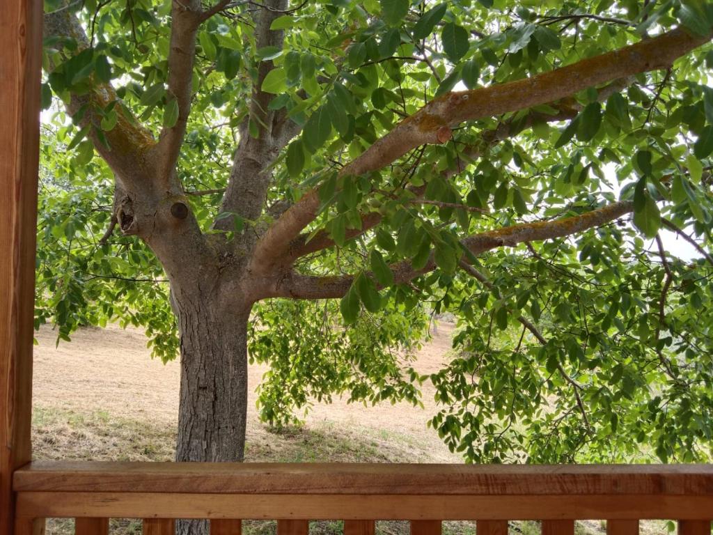 La casetta sotto l'albero LA CAROVANA GITANA photo 2