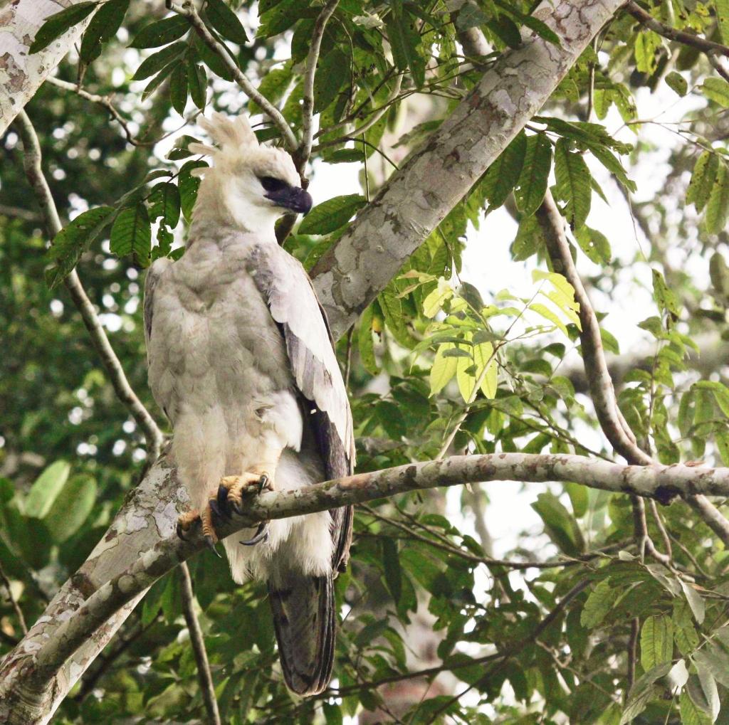 Wasai Tambopata Lodge photo 2