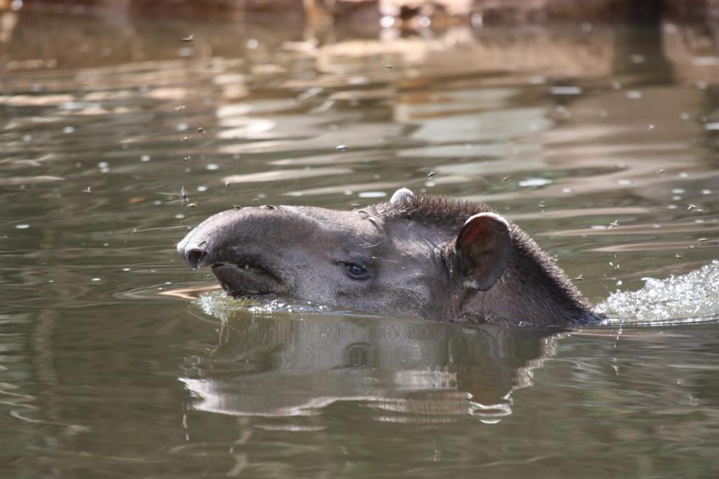 Wasai Tambopata Lodge photo 3