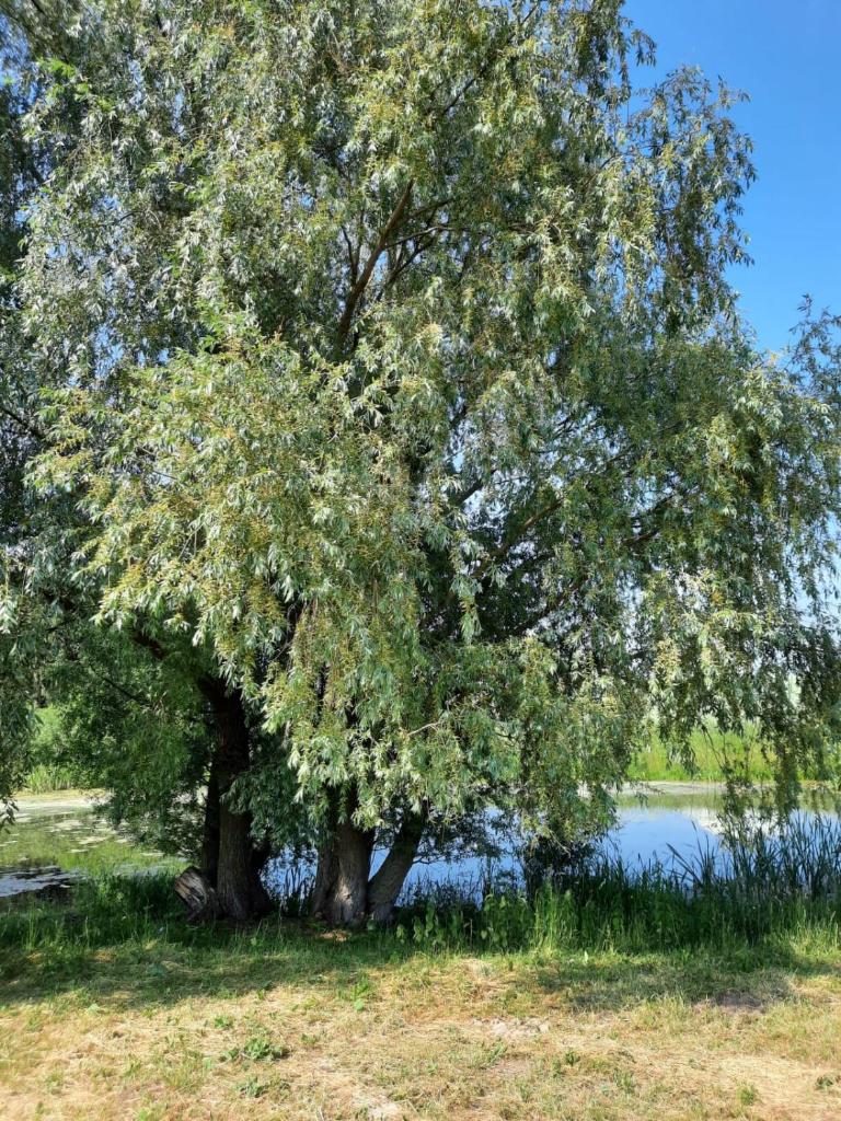 Sodyba Miegėnuose photo 2