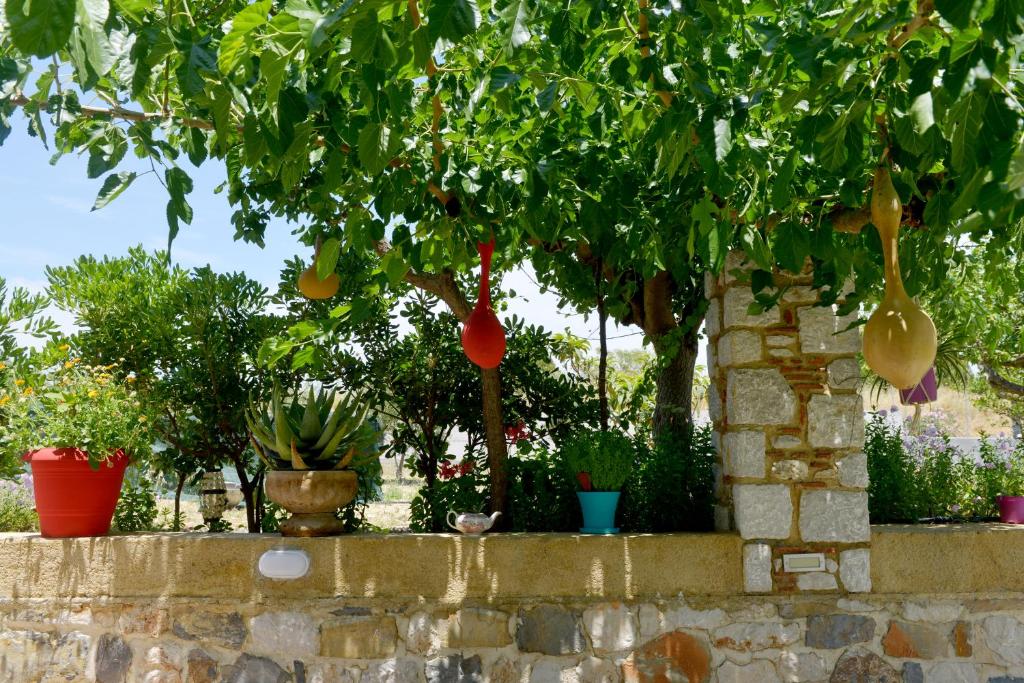 Athina's Apartment in Olive Grove photo 4