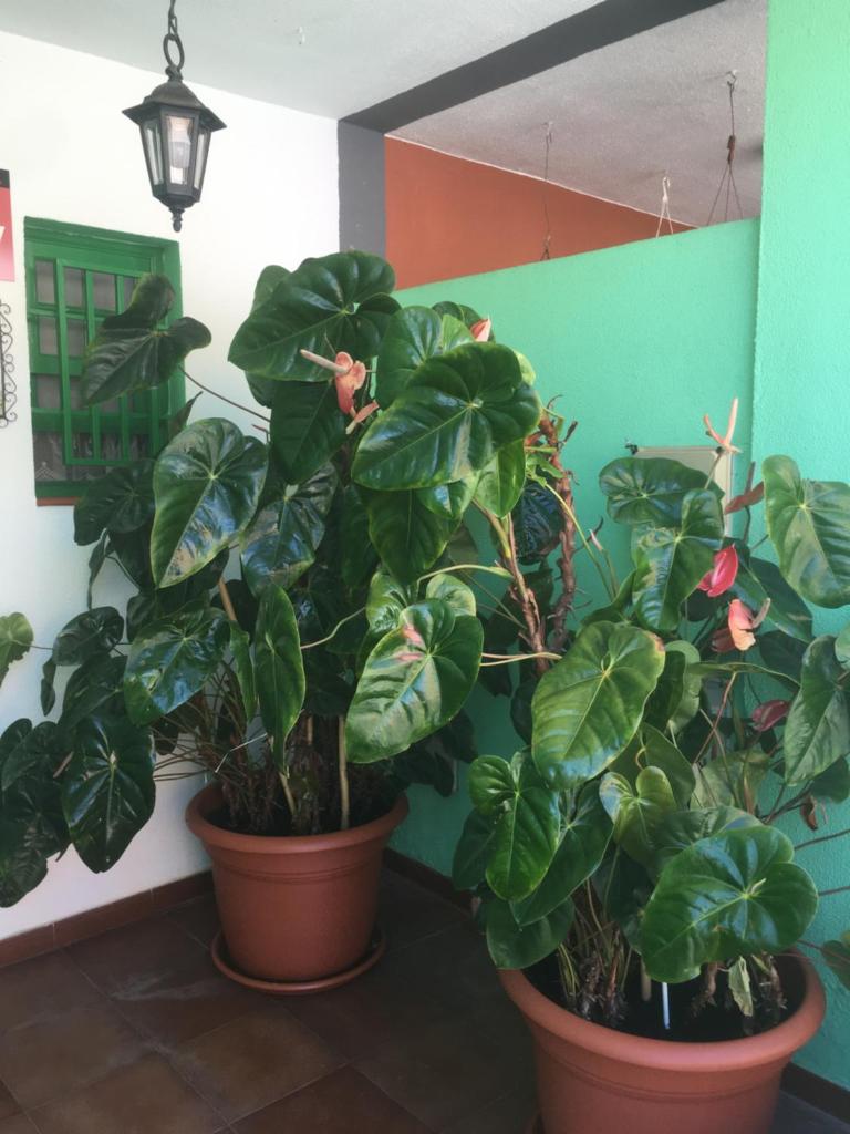 Casa Angeles photo 3