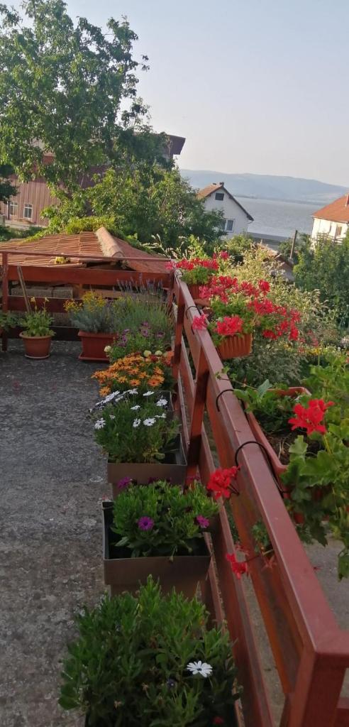 Apartmani Ilić photo 3