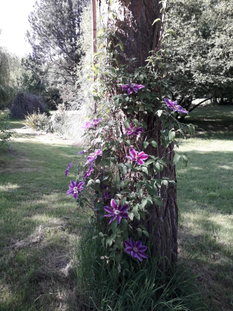 Gite Le Clos de Sée photo 3