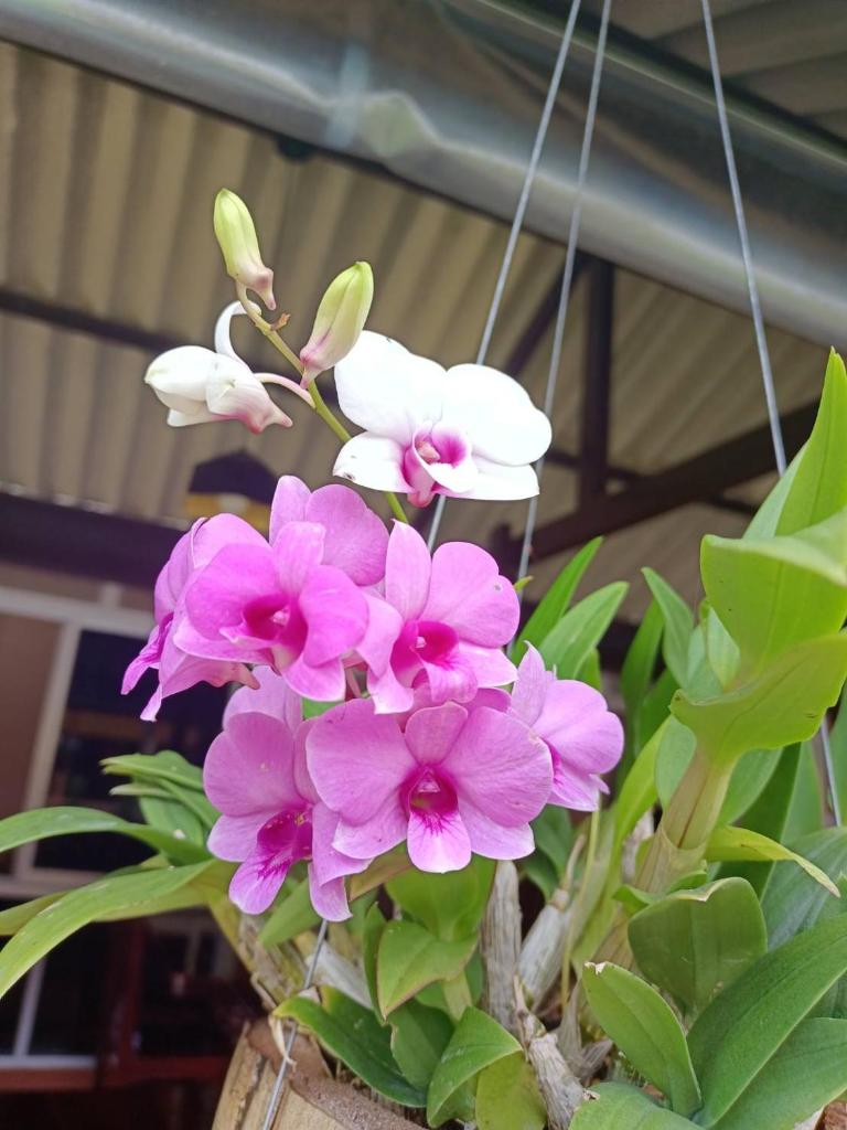 Номер (Семейное бунгало), Boonya Resort Koh Chang