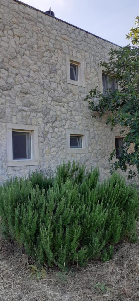 Oaza mira photo 1