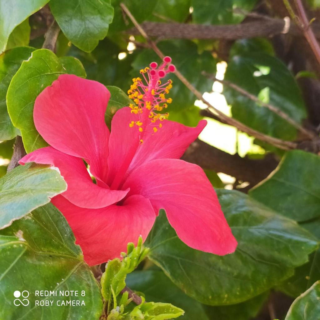 Hibiscus Rosso photo 1