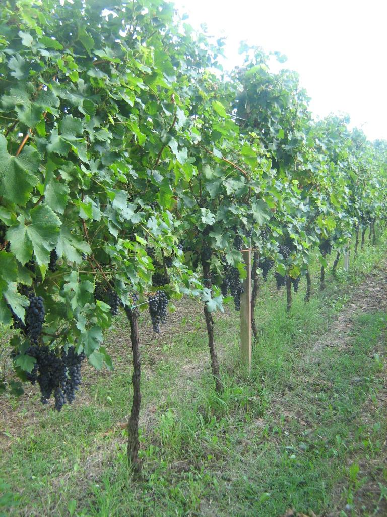 Borgo di Corte - alloggio agrituristico photo 1