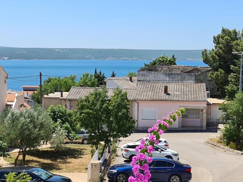 Maslenica-Bougainvillea photo 4