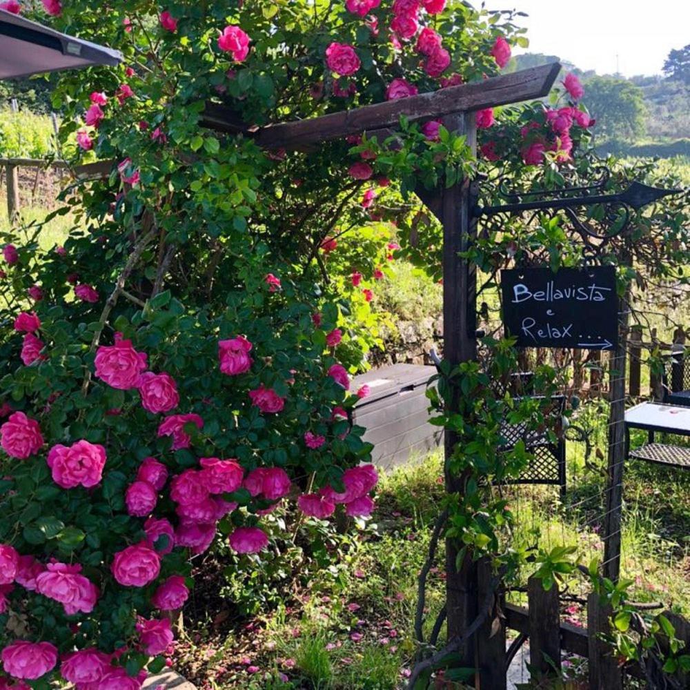 Podere Palazzolo (ADULTS ONLY) photo 3