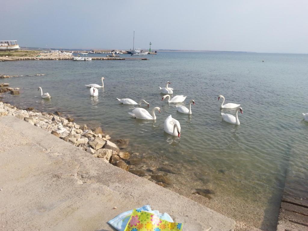 New Kosljun Apartment short walk to Beach photo 2