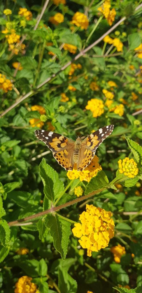Mariposa B&B photo 1