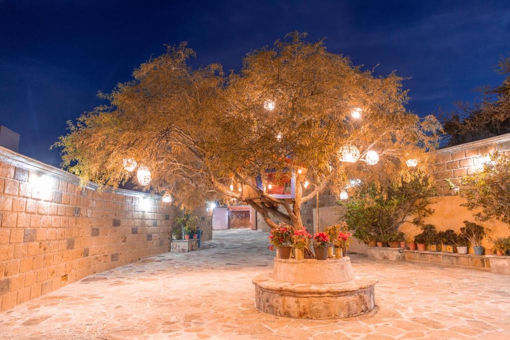 Hotel Casa del Arbol photo 3