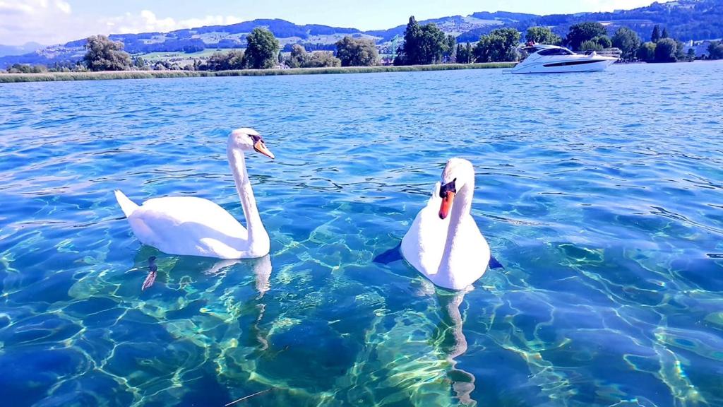 Schönes Studio in Arbon am Bodensee Neu Klimatisiert ! photo 3