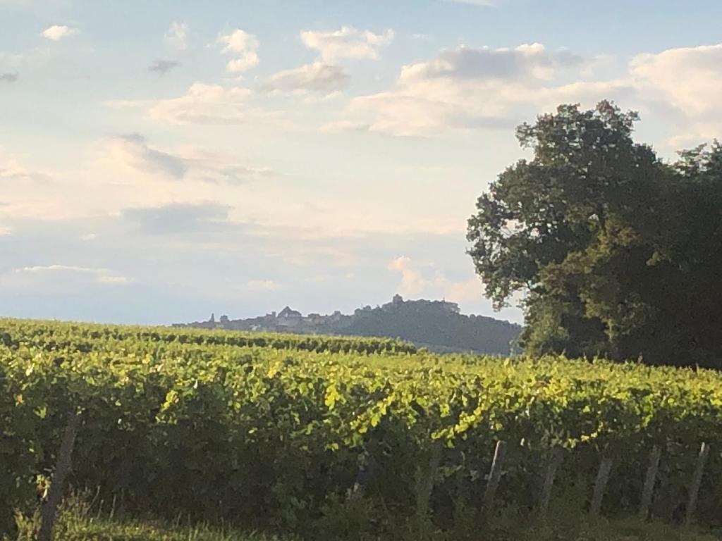 Havre de Paix au pied des Vignes photo 2
