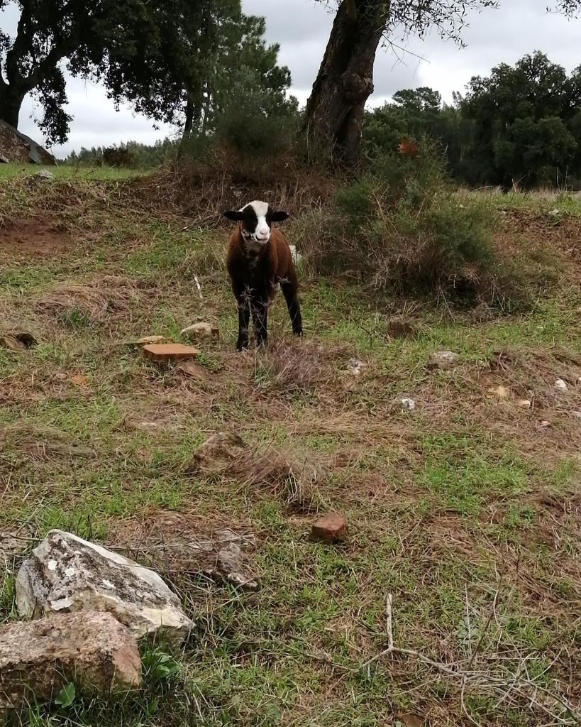 Turismo Rural casa da céu photo 2