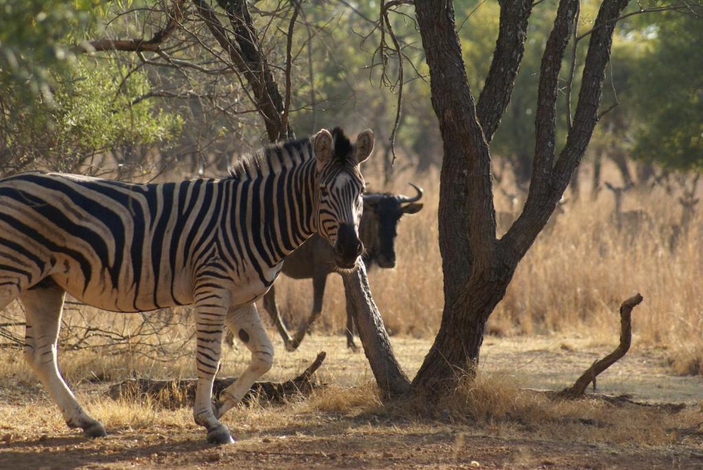 Beka Idube Bushveld Retreat photo 3