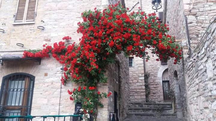 CASETTA delle ROSE photo 1