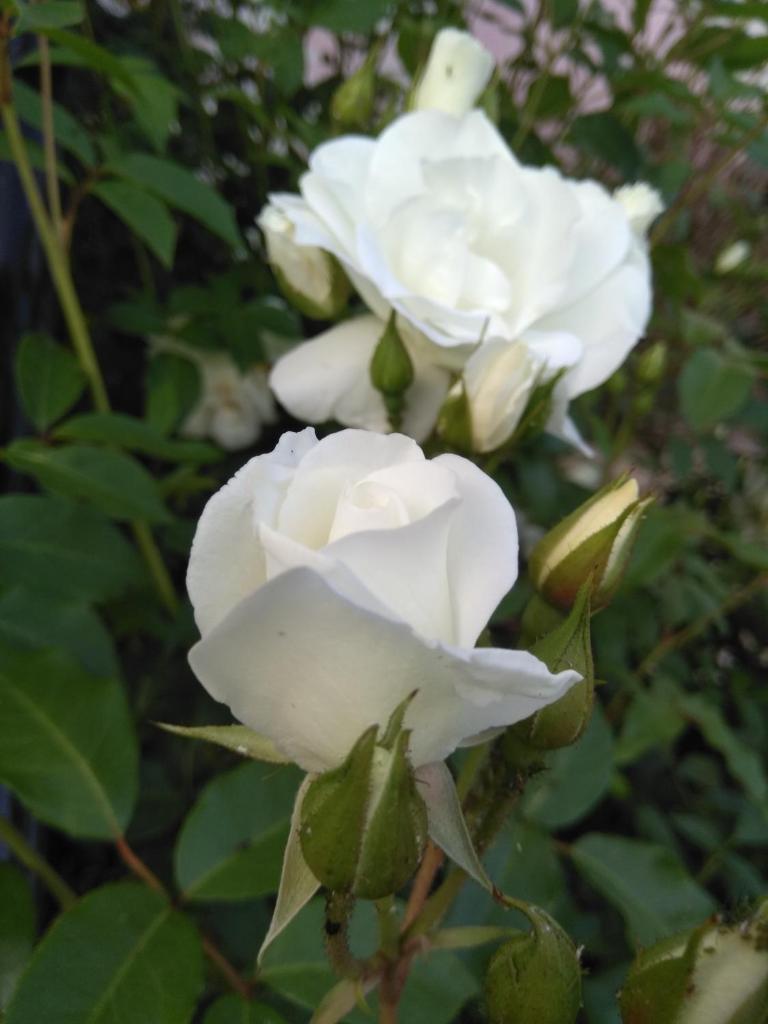 App Lidia photo 1