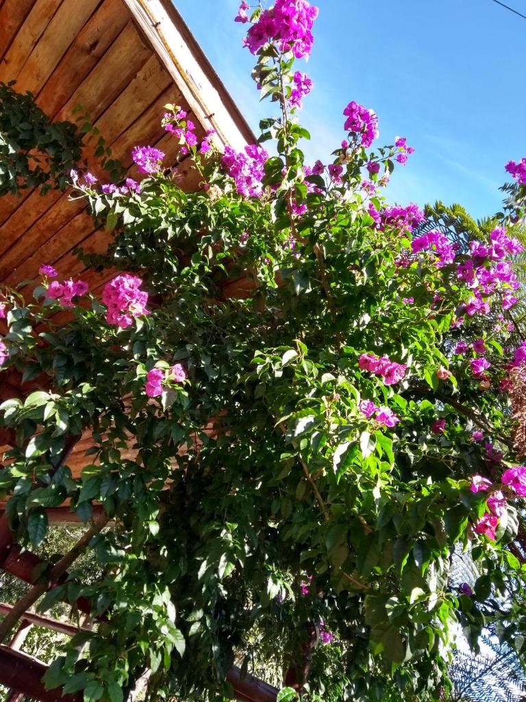 Recanto da Mata Pousada photo 2