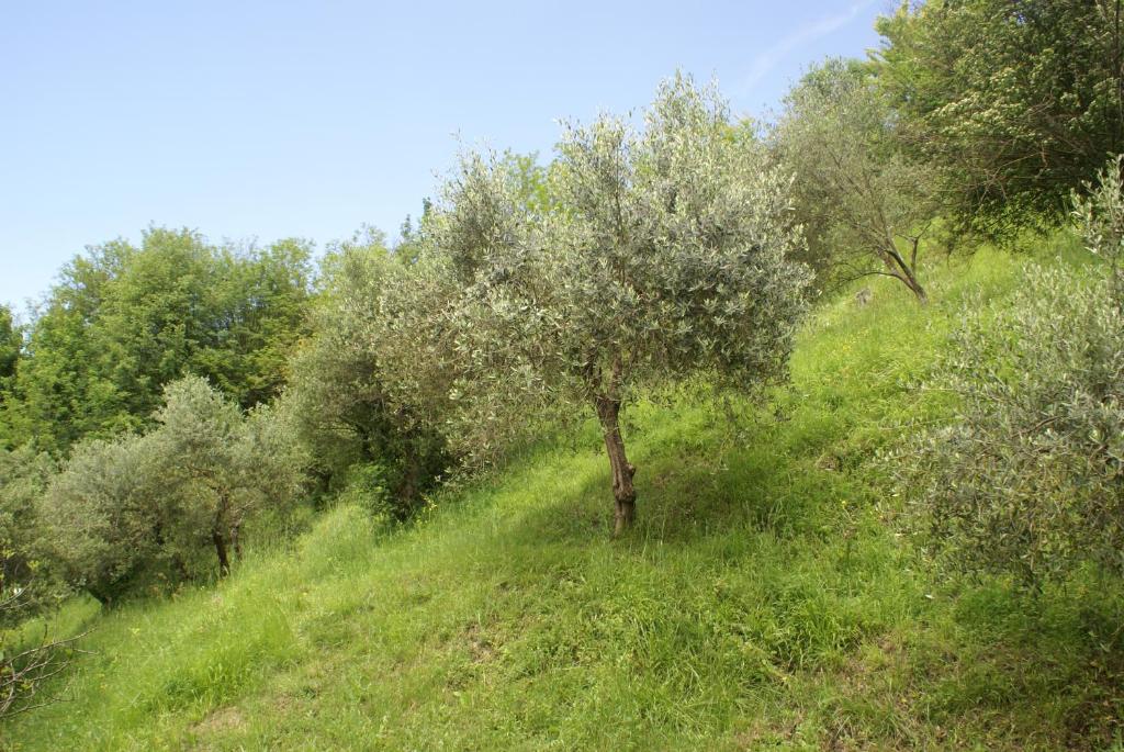 Tradizione Toscana ristrutturata nel 2021 photo 1