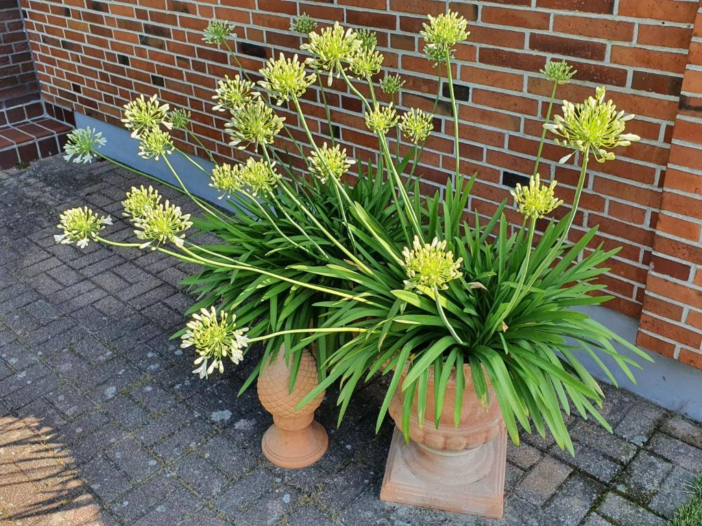 Ferienhaus - Dorfperle Borstel photo 2
