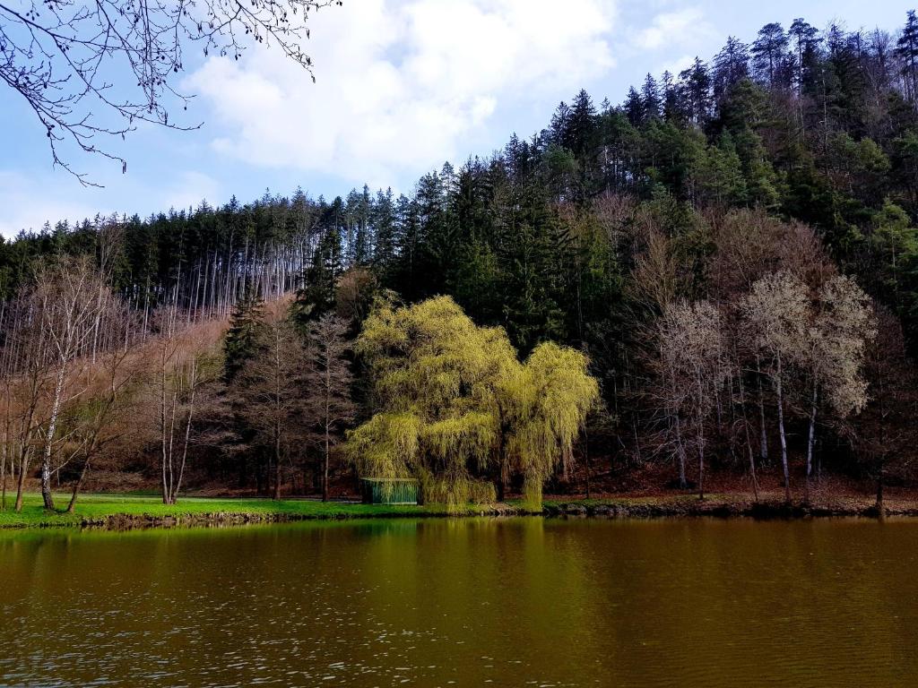Schupplerova vila photo 3