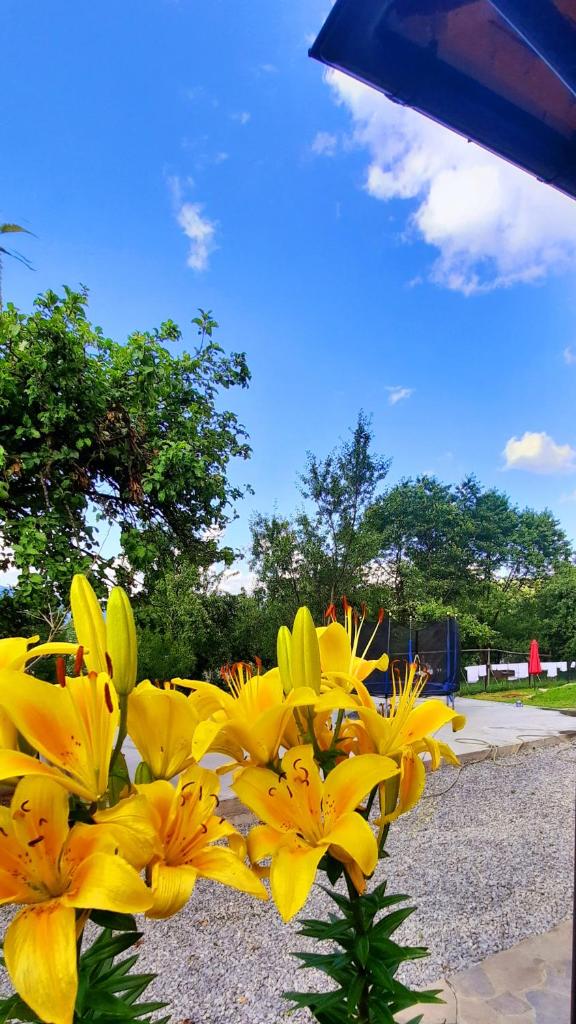 Casa Andreea și Grigore Ursu photo 4