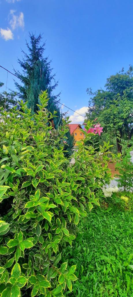 Casa Andreea și Grigore Ursu photo 2