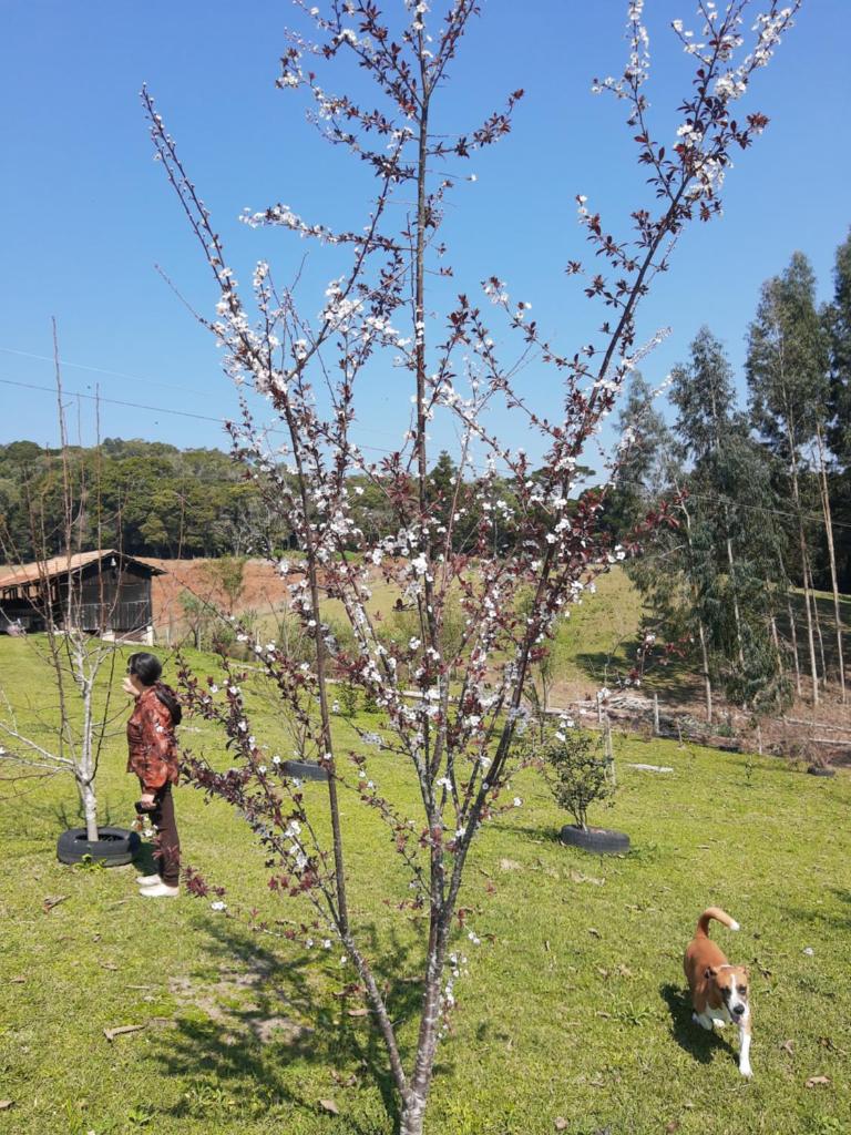 CHÁCARA QUEDINHA D'ÁGUA photo 2