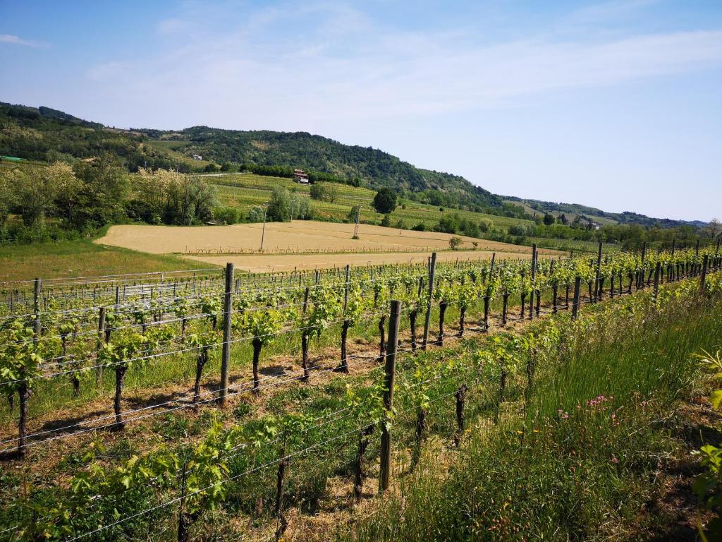 Pizzulin - Wine & Living photo 3