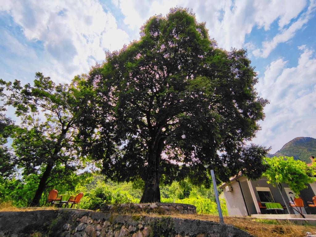 Celtis Shade House photo 2