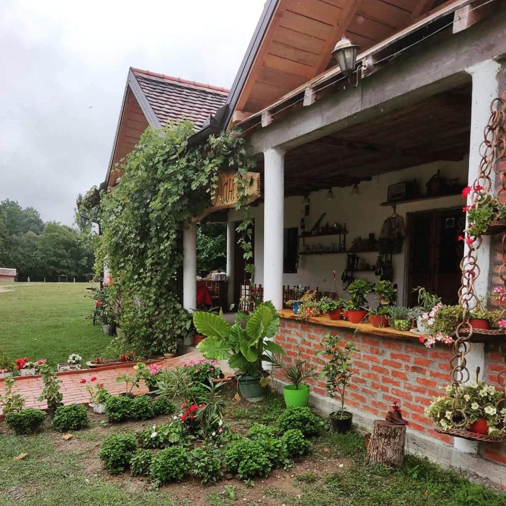 Amanet House Zasavica photo 4