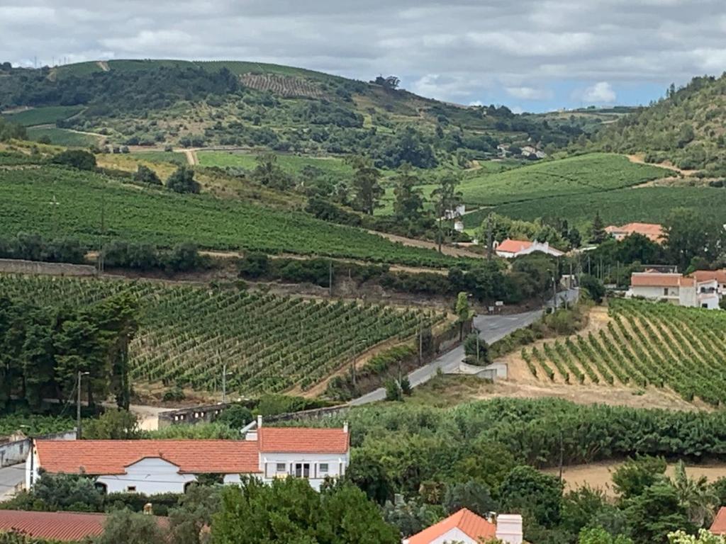 Quinta Ribeira do Labrador - Lisbon West Wine Route photo 2