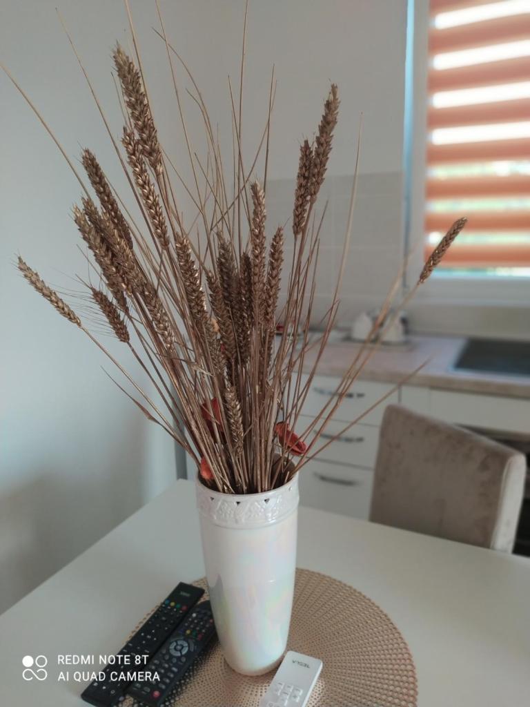 APARTMAN OAZA photo 4