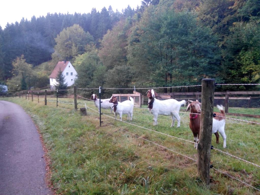 FeWo PacoHaus nähe Willingen Diemelsee photo 3