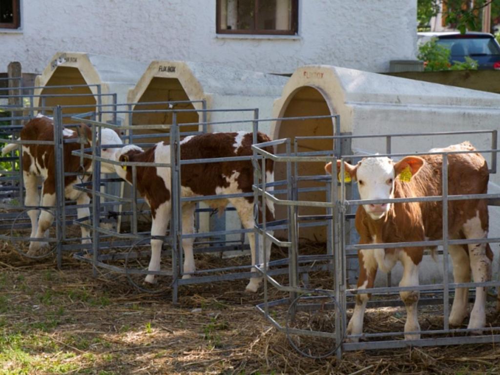 König Andrea Schwaigerhof Rottau photo 4