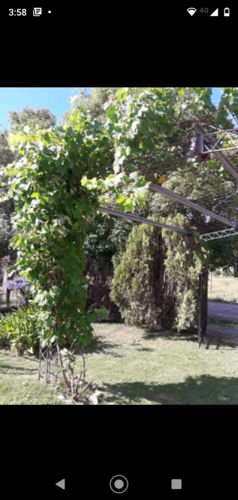 Abuelo Coqui photo 2